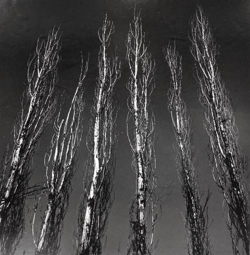 Poplar Trees