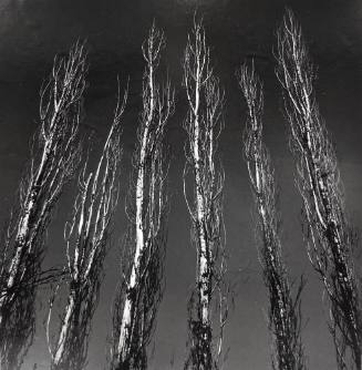 Poplar Trees
