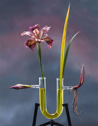Iris series Californicae (Pacific Coast Iris)