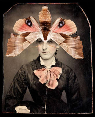Smerinthus saliceti (Salicet Sphinx Moth)
