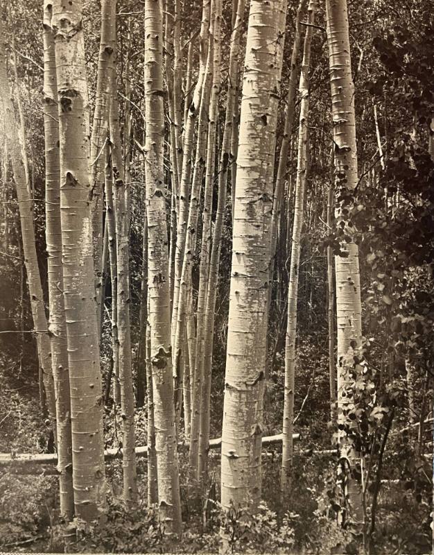 Aspen Grove near the Santa Fe Ski Basin