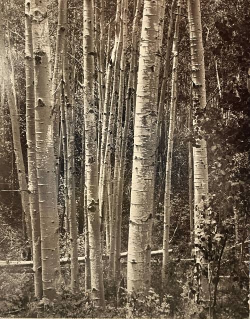 Aspen Grove near the Santa Fe Ski Basin