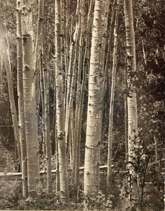 Aspen Grove near the Santa Fe Ski Basin