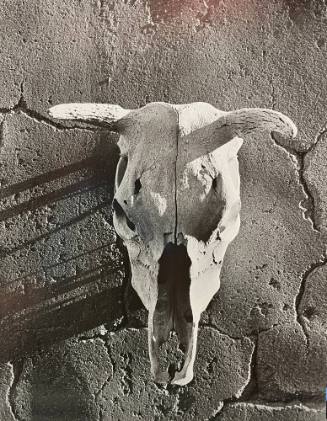 Untitled (Cattle Skull)