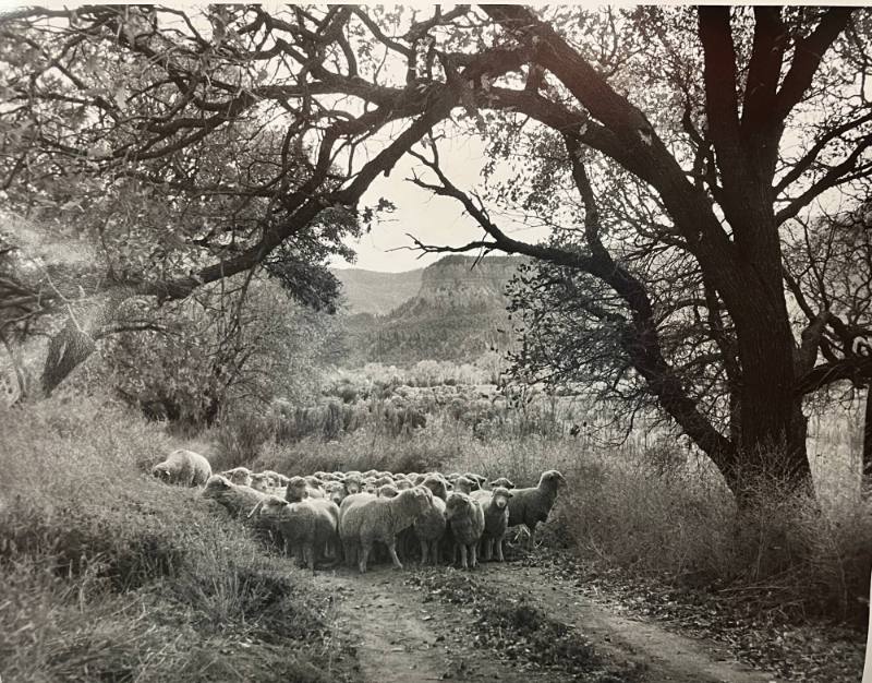 Herd of Sheep at Monastary of Christ in the Desert