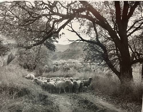 Herd of Sheep at Monastary of Christ in the Desert