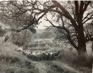 Herd of Sheep at Monastary of Christ in the Desert