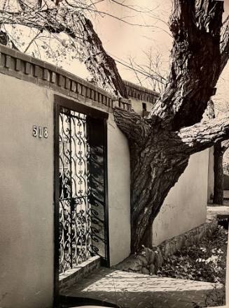 Untitled (Fence built around tree)