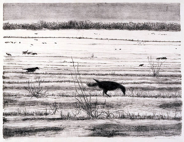 Ravens