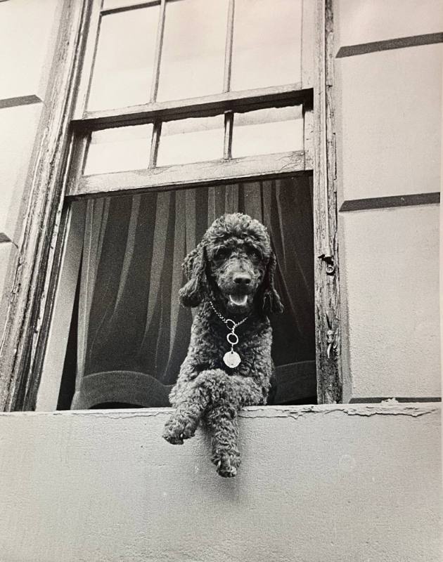 New York Dog