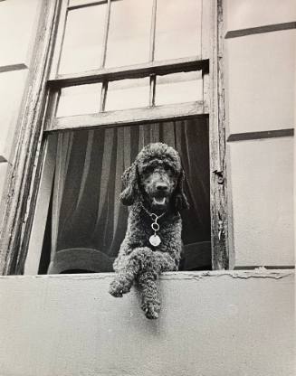 New York Dog