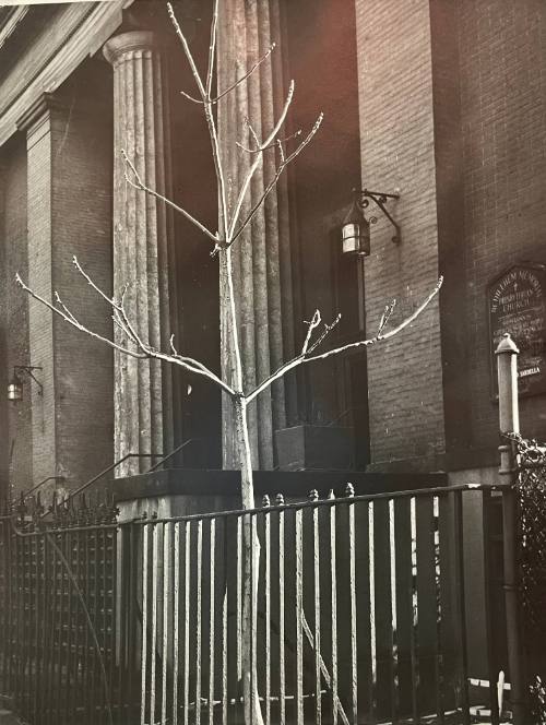 Untitled (NYC Tree Series)