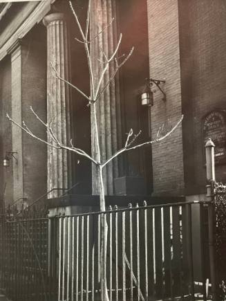 Untitled (NYC Tree Series)