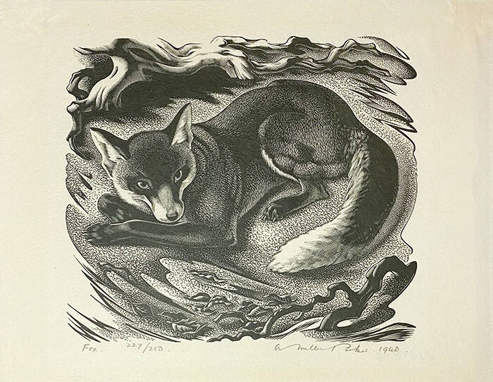 Fox (227/250)