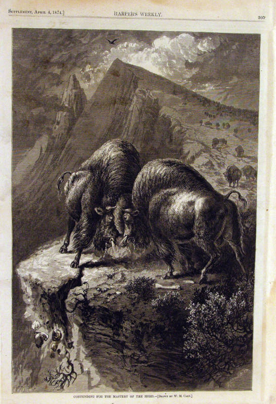 Contending for the Mastery of the Herd
