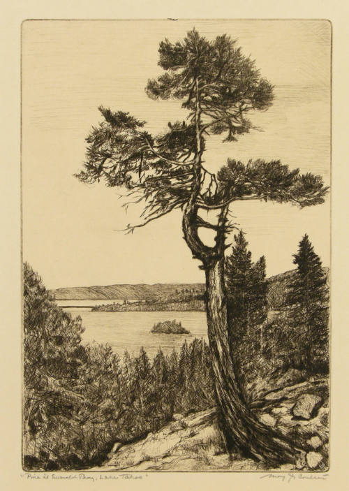 Pine at Emerald Bay, Lake Tahoe