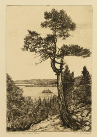 Pine at Emerald Bay, Lake Tahoe