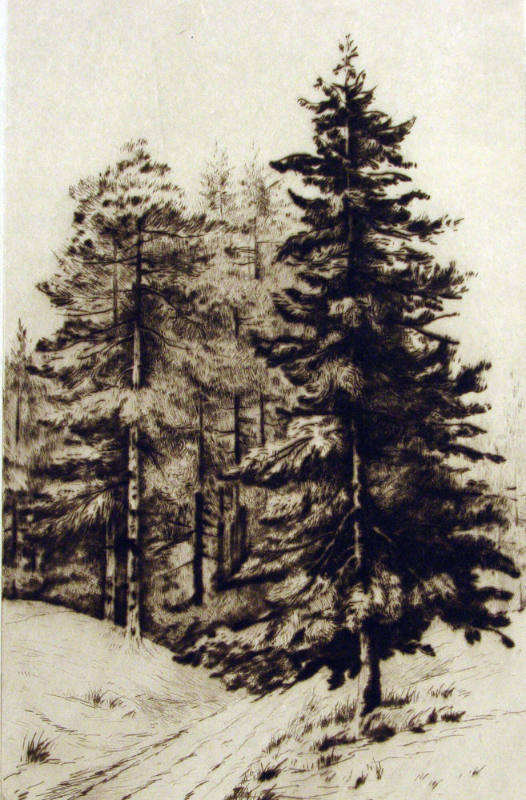 Pine Trees