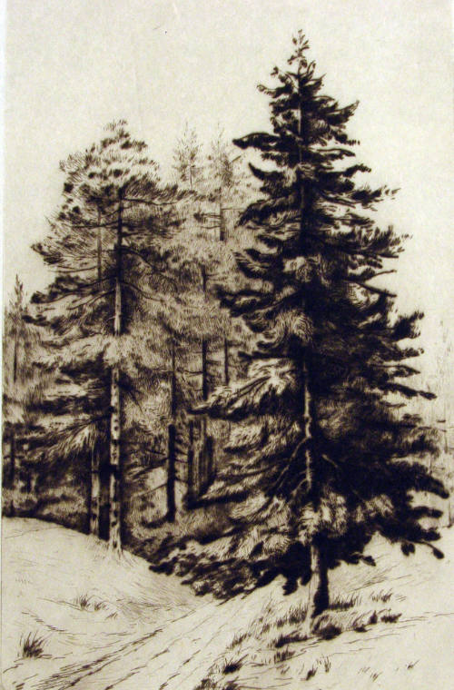 Pine Trees
