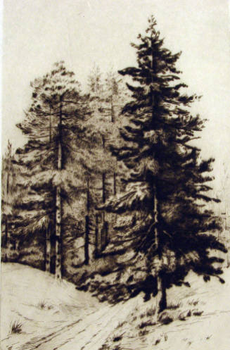 Pine Trees