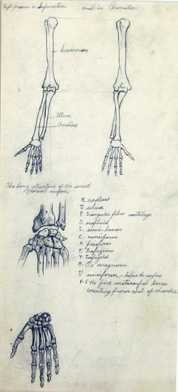 Bone Sketches