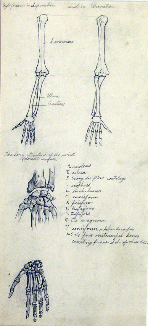Bone Sketches