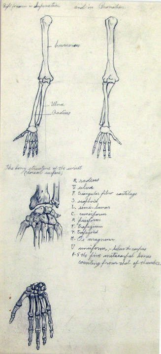 Bone Sketches