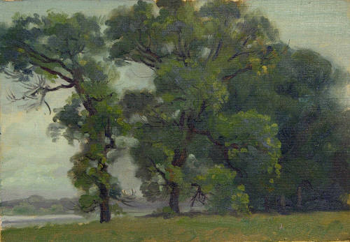 Trees near a Lake
