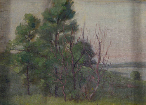 Trees near the Shore
