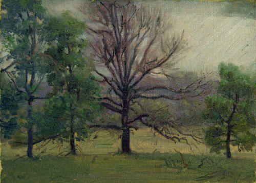 Grove of Trees with Bare Tree