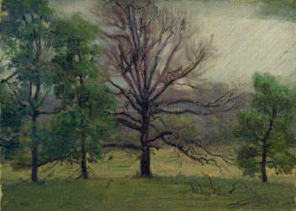 Grove of Trees with Bare Tree