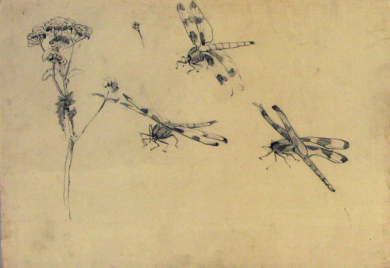 Untitled (Three Dragonflies)