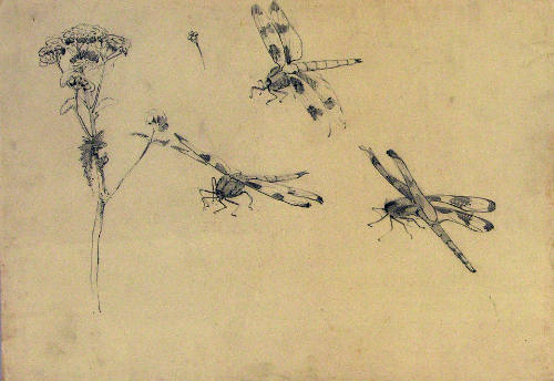 Untitled (Three Dragonflies)