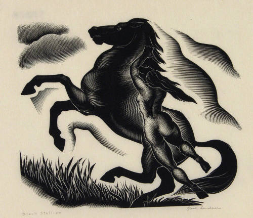 Black Stallion