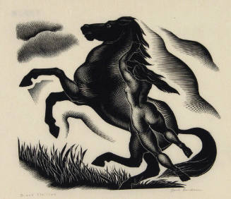 Black Stallion