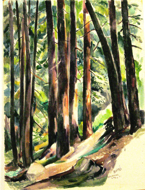 Redwoods, Woodside, California