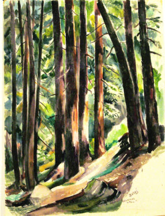 Redwoods, Woodside, California