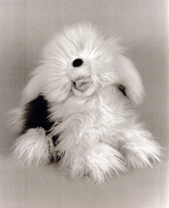 Favorite Objects: Dog