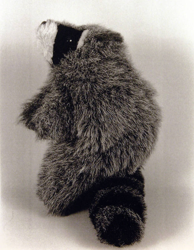 Favorite Objects: Racoon