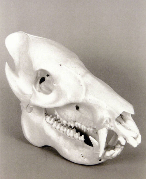 Favorite Objects: Animal Skull