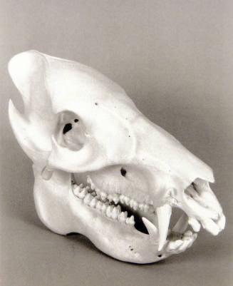 Favorite Objects: Animal Skull
