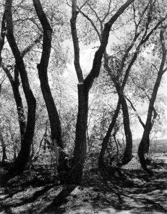 Cottonwood Trees, Tesuque, New Mexico