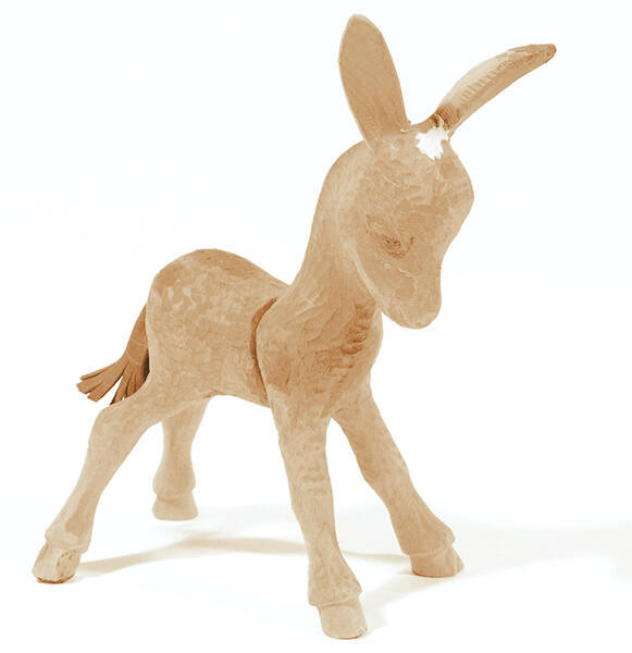 Donkey foal