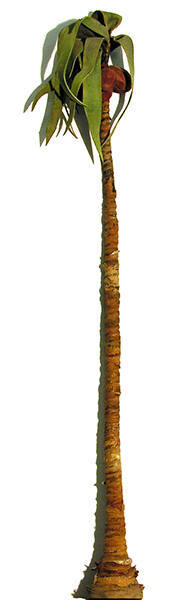 Coconut Tree