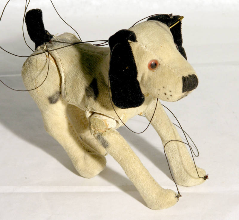 Black and white dog and airplane