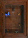 Tasha Ostrander, Detail from 'Quinter's Thought Trap', 1997, steel, butterflies, light bulb and…