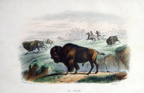 Le Bison