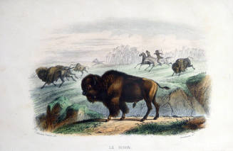 Le Bison