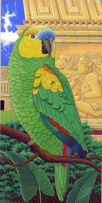 Green Parrot, Yucatan