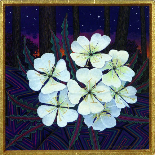 Evening Primrose